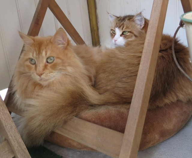 Sibirisk katt Hercules och Galileo